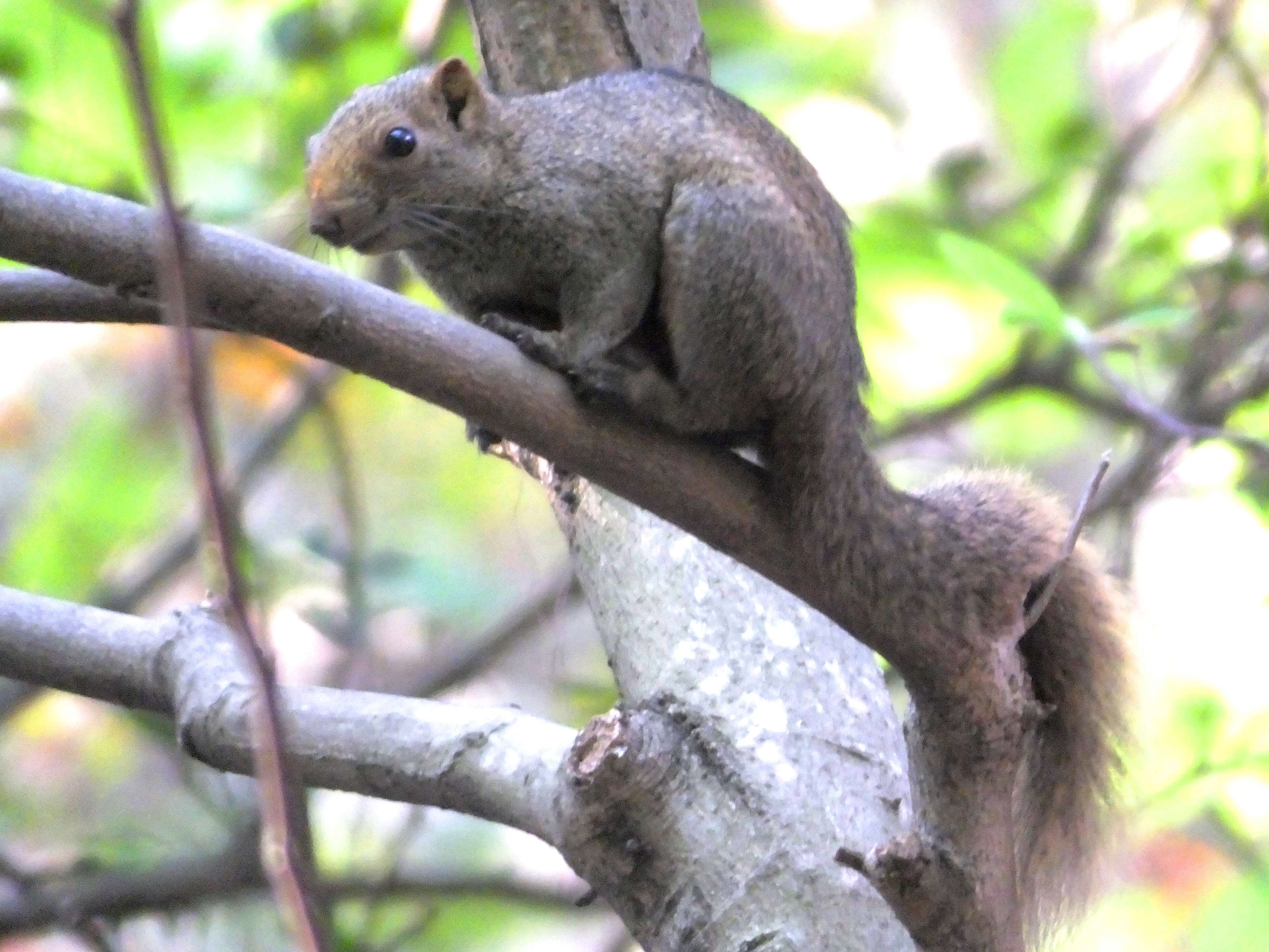 Image of Pallas's Squirrel