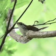 Image of Rufous-and-white Wren