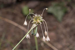 Image of field garlic