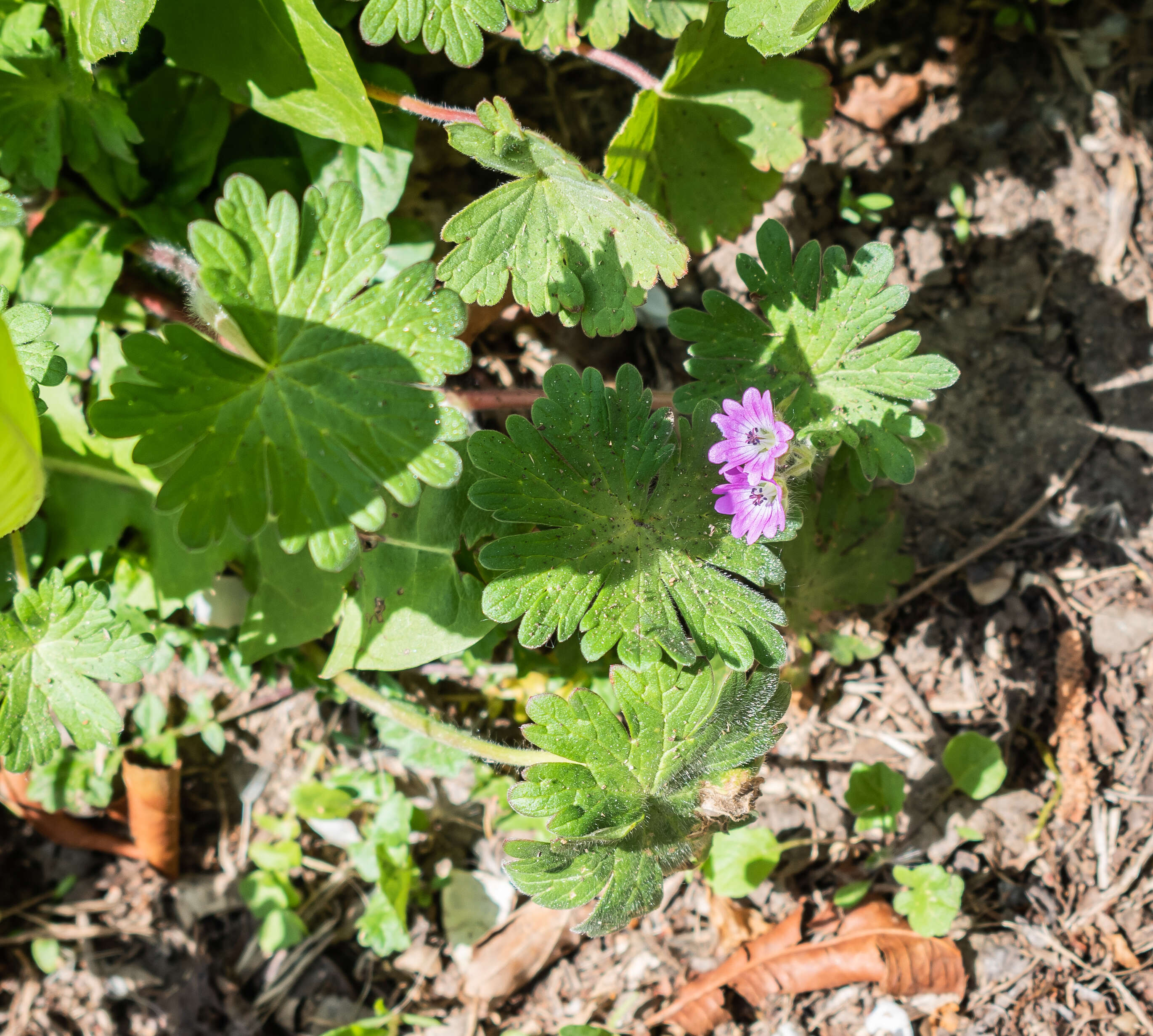 Imagem de Geranium molle L.