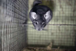 Image of chinchilla