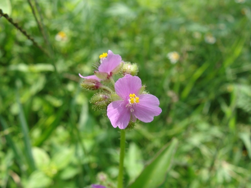 Image of <i>Tripogandra disgrega</i>
