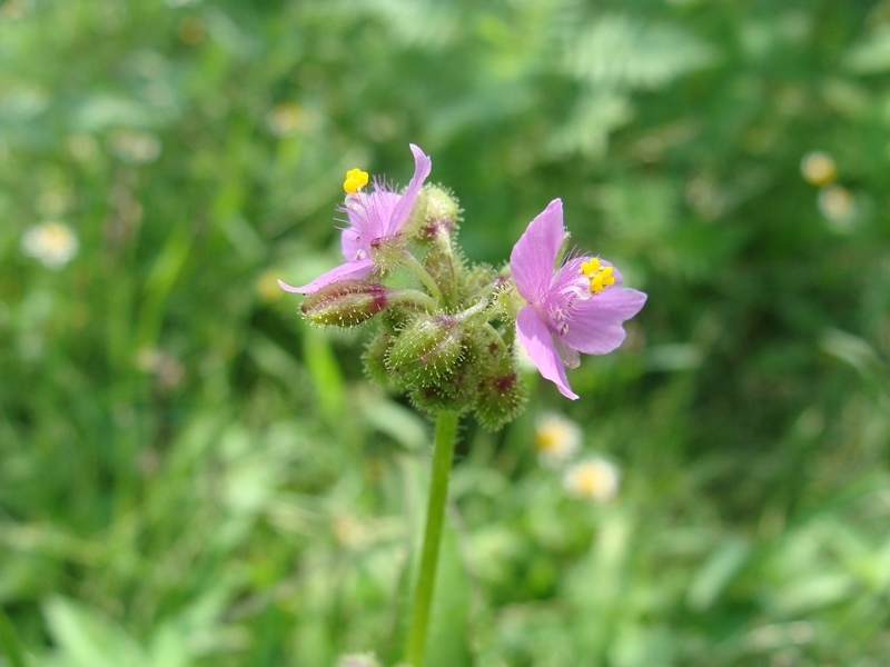 Image of <i>Tripogandra disgrega</i>