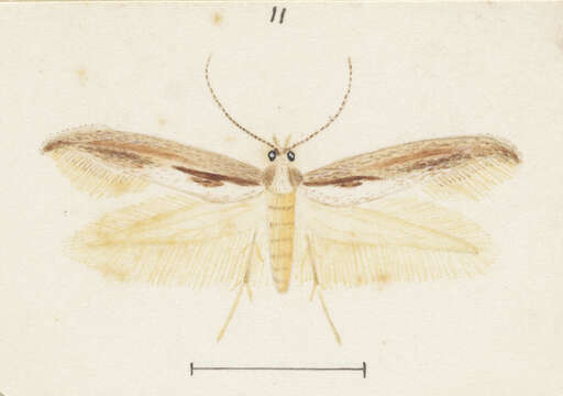 Image of Kessleria copidota Meyrick 1889