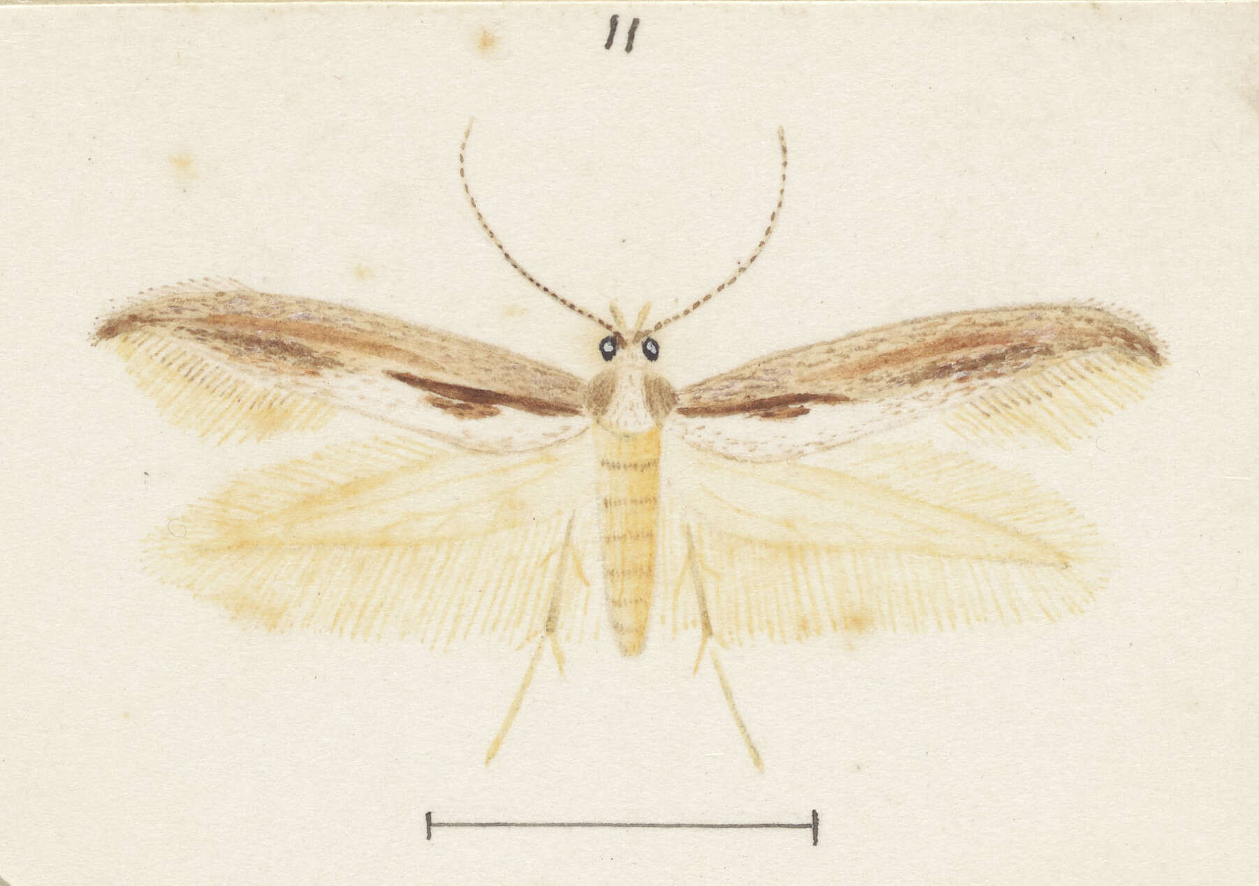 Sivun Kessleria copidota Meyrick 1889 kuva