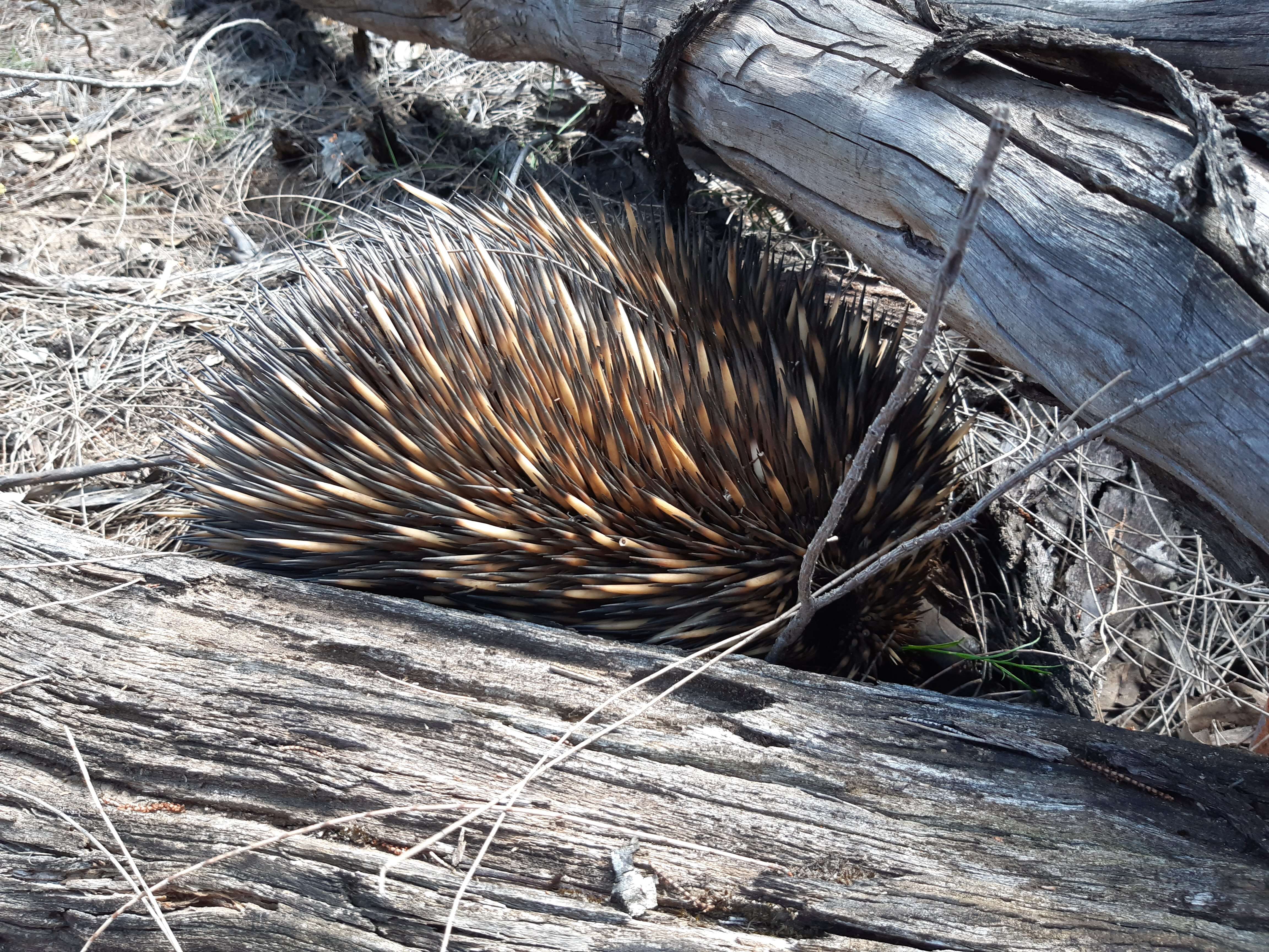 Image of Short-beaked Echidnas