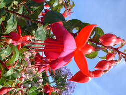 Image of Fuchsia