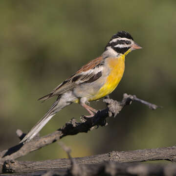 Imagem de Emberiza flaviventris Stephens 1815