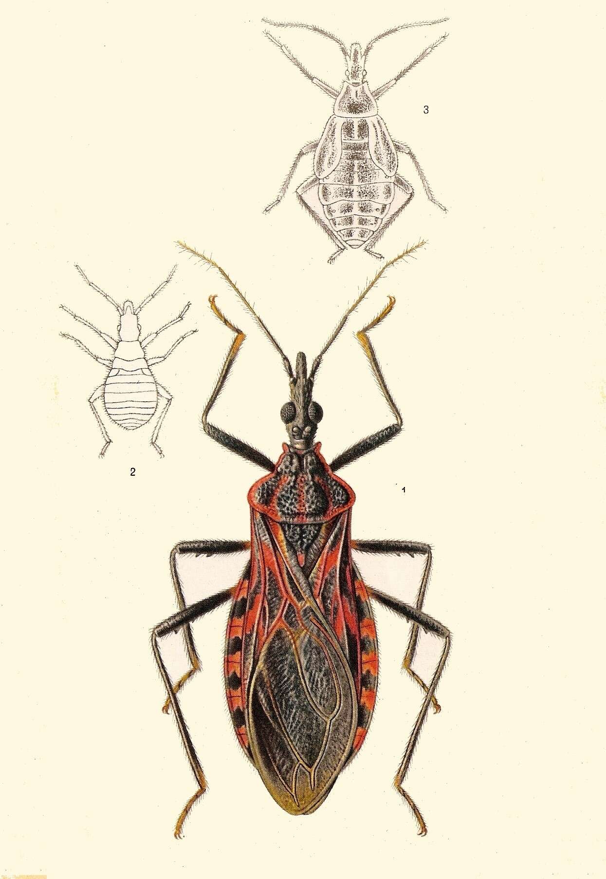 Image of Panstrongylus megistus (Burmeister 1835)