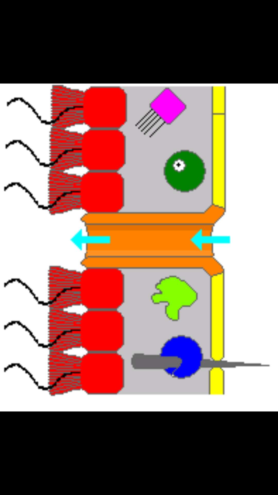 Image of sponges