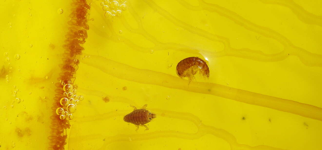 Image of jellyfish amphipods