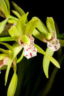 Image of Tiger-striped Cymbidium