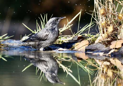 Image of Spotless Starling