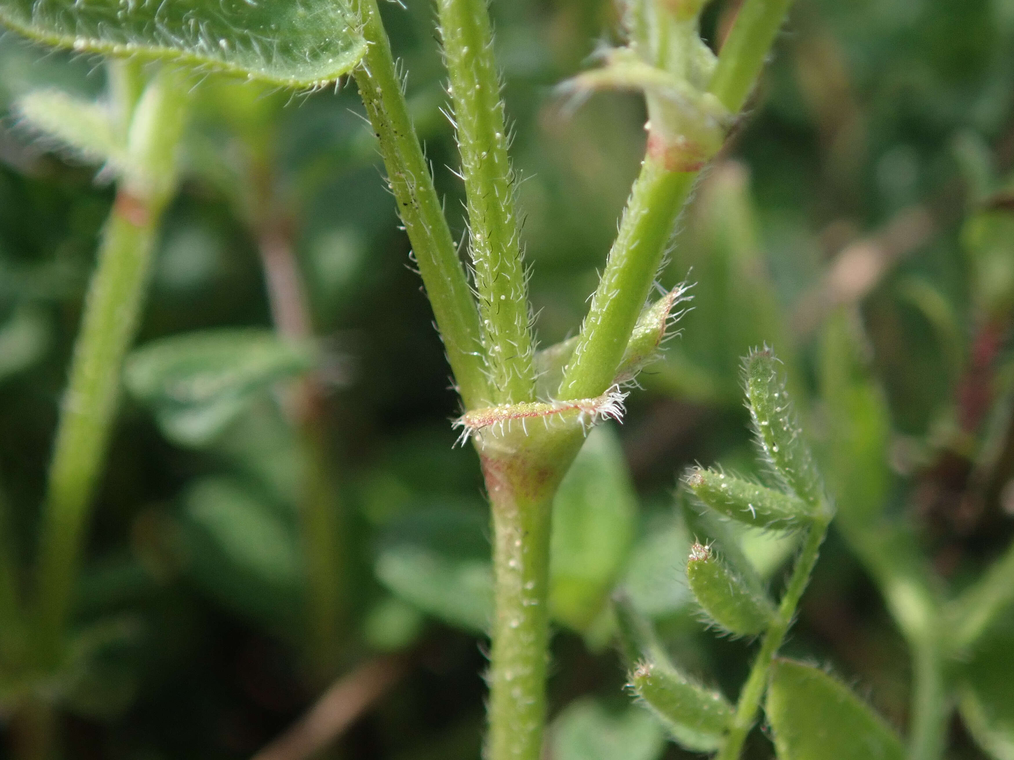 Image of Astragalus danicus Retz.