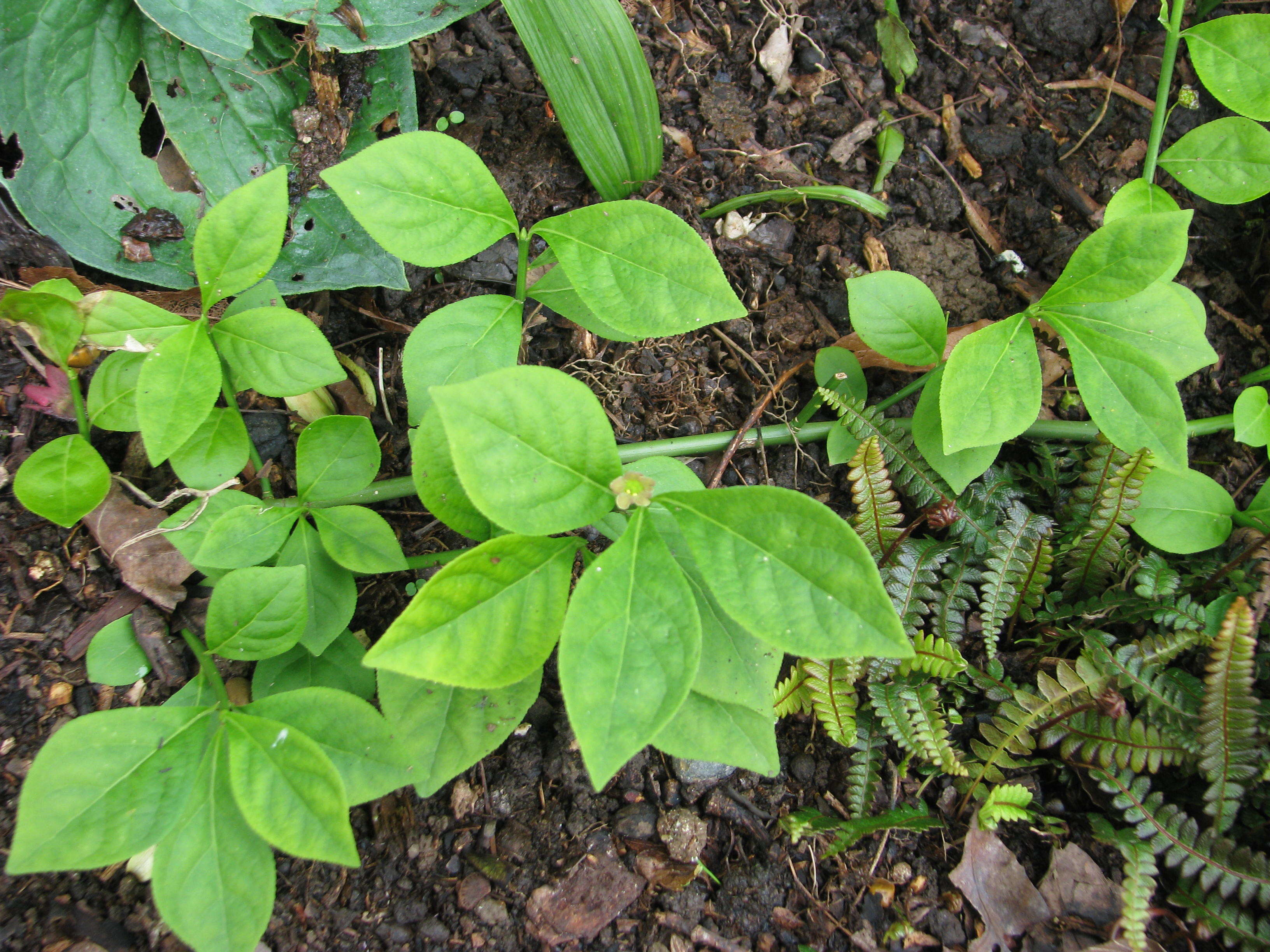 Image of running strawberry bush