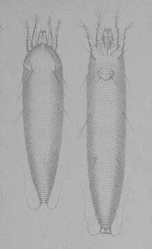 Image of Eriophyoidea
