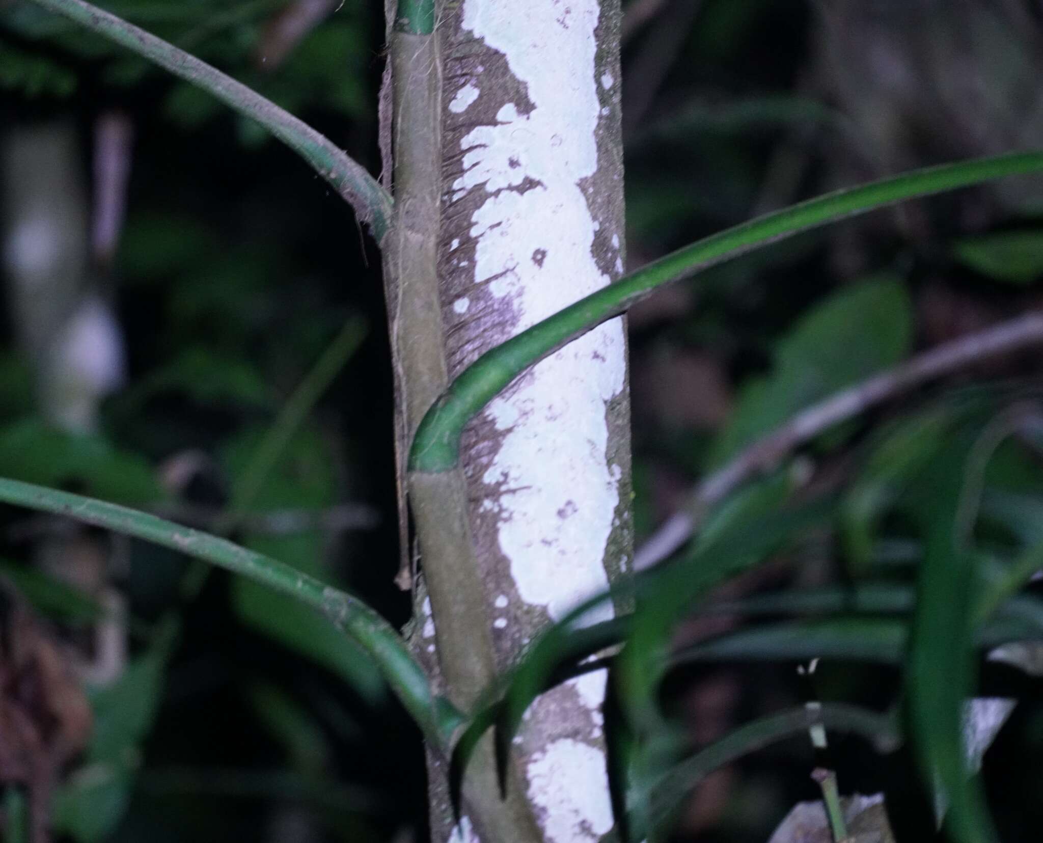 Image de Epipremnum pinnatum (L.) Engl.