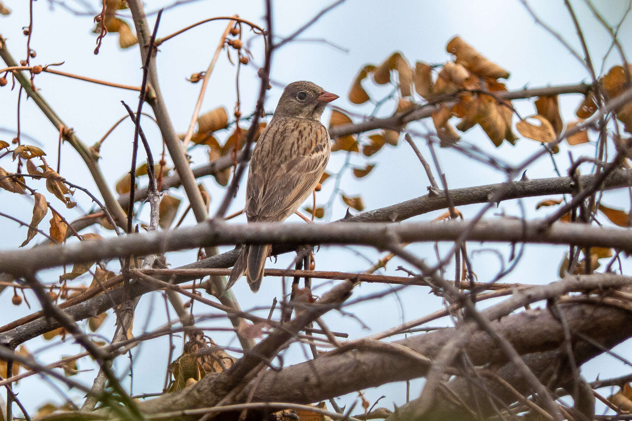 Image of Grey-necked Bunting