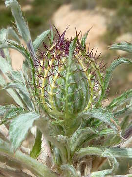 Image of Cage thistle