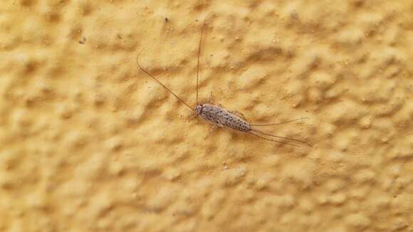 Image of Four-lined Silverfish