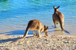 Image of kangaroo