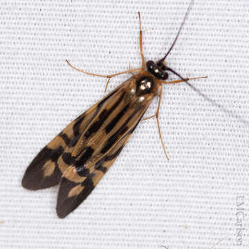 Image of Zebra Caddisfly