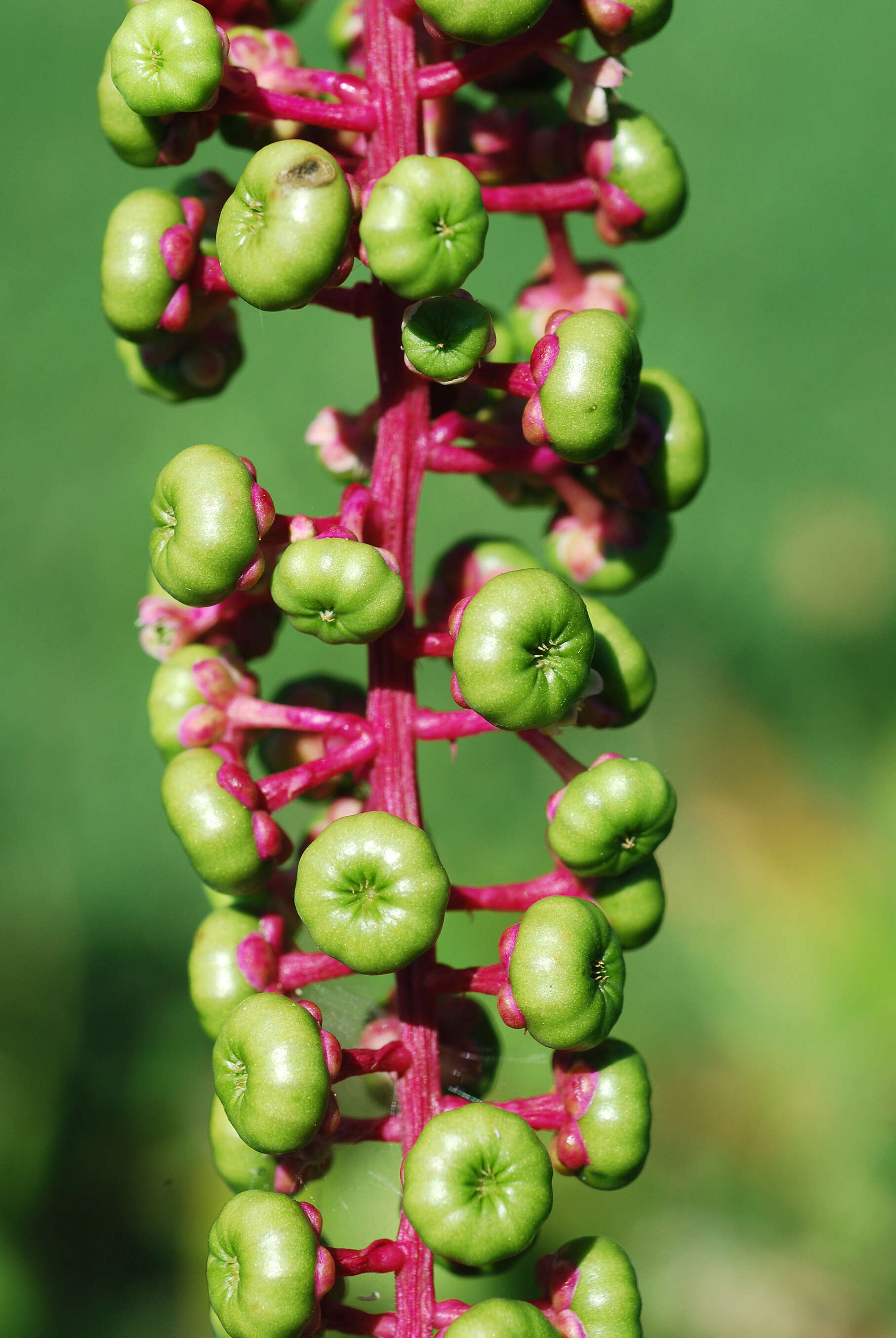 Image of American Nightshade