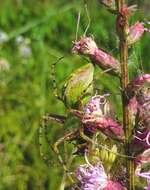 Image of Peucetia