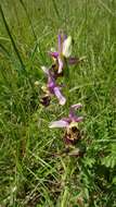 Image of Ophrys holosericea