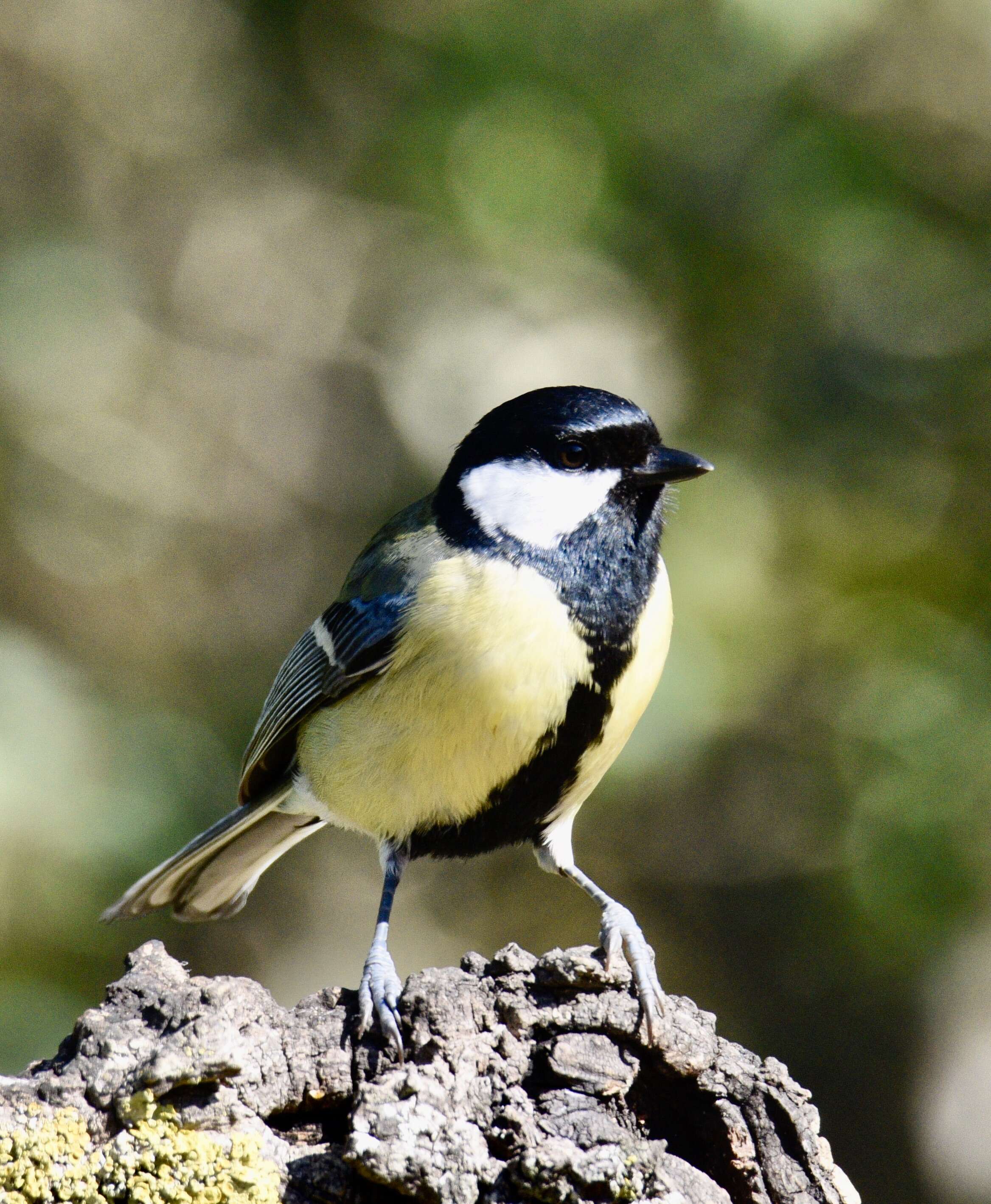 Image of Great Tit