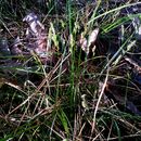 Image of <i>Carex albicans</i>