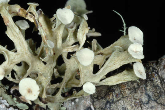 Image of American cartilage lichen