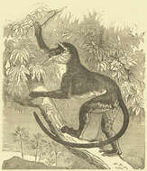 Слика од Cercopithecus roloway (Schreber 1774)