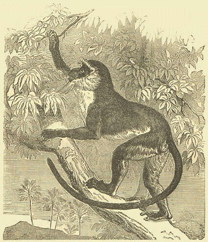 Imagem de Cercopithecus roloway (Schreber 1774)