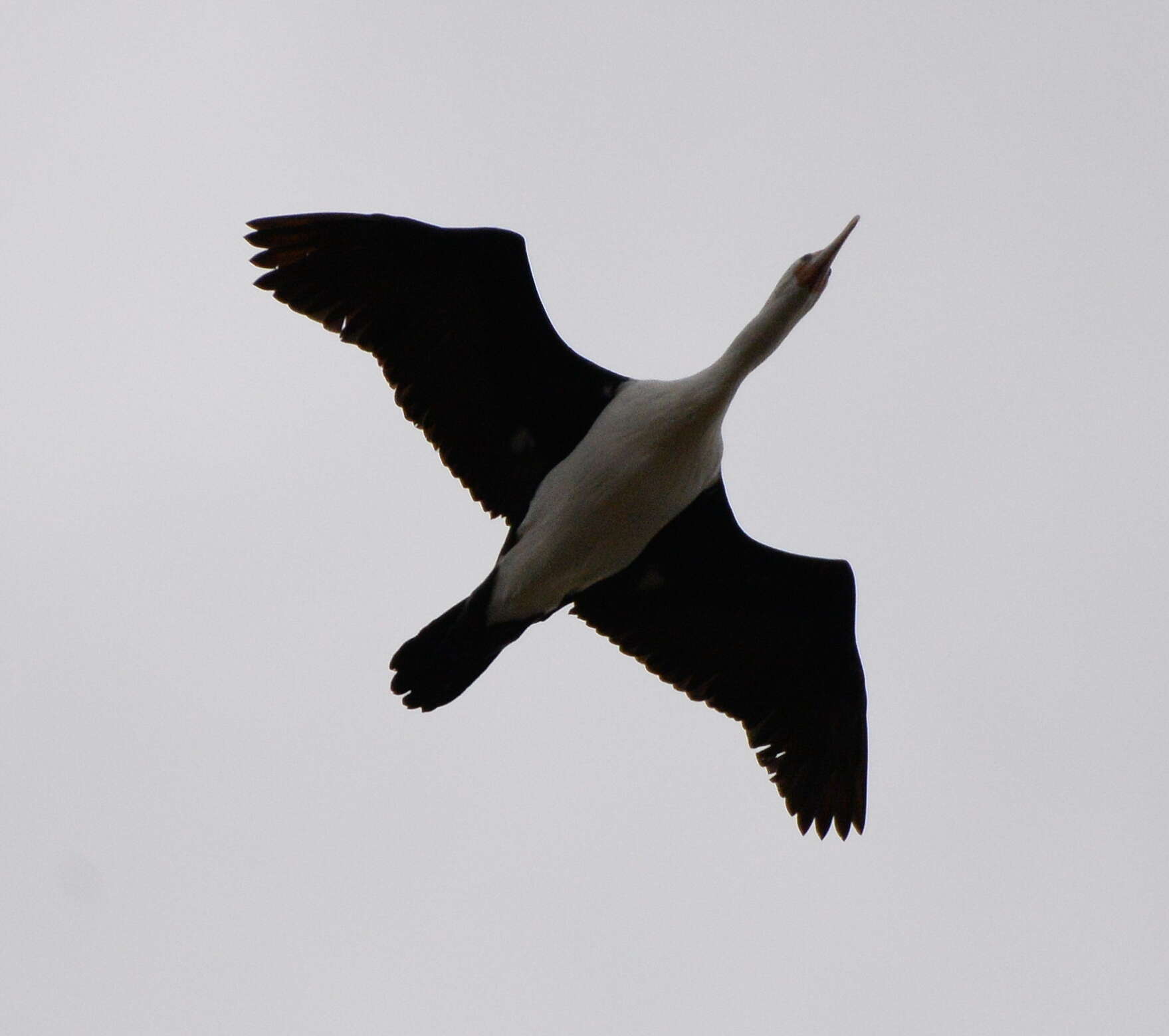 Image of Australian Pied Cormorant