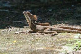 Image of Common Basilisk