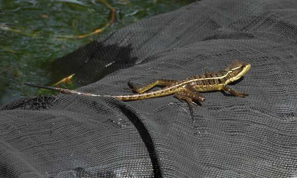 Image of Brown Basilisk