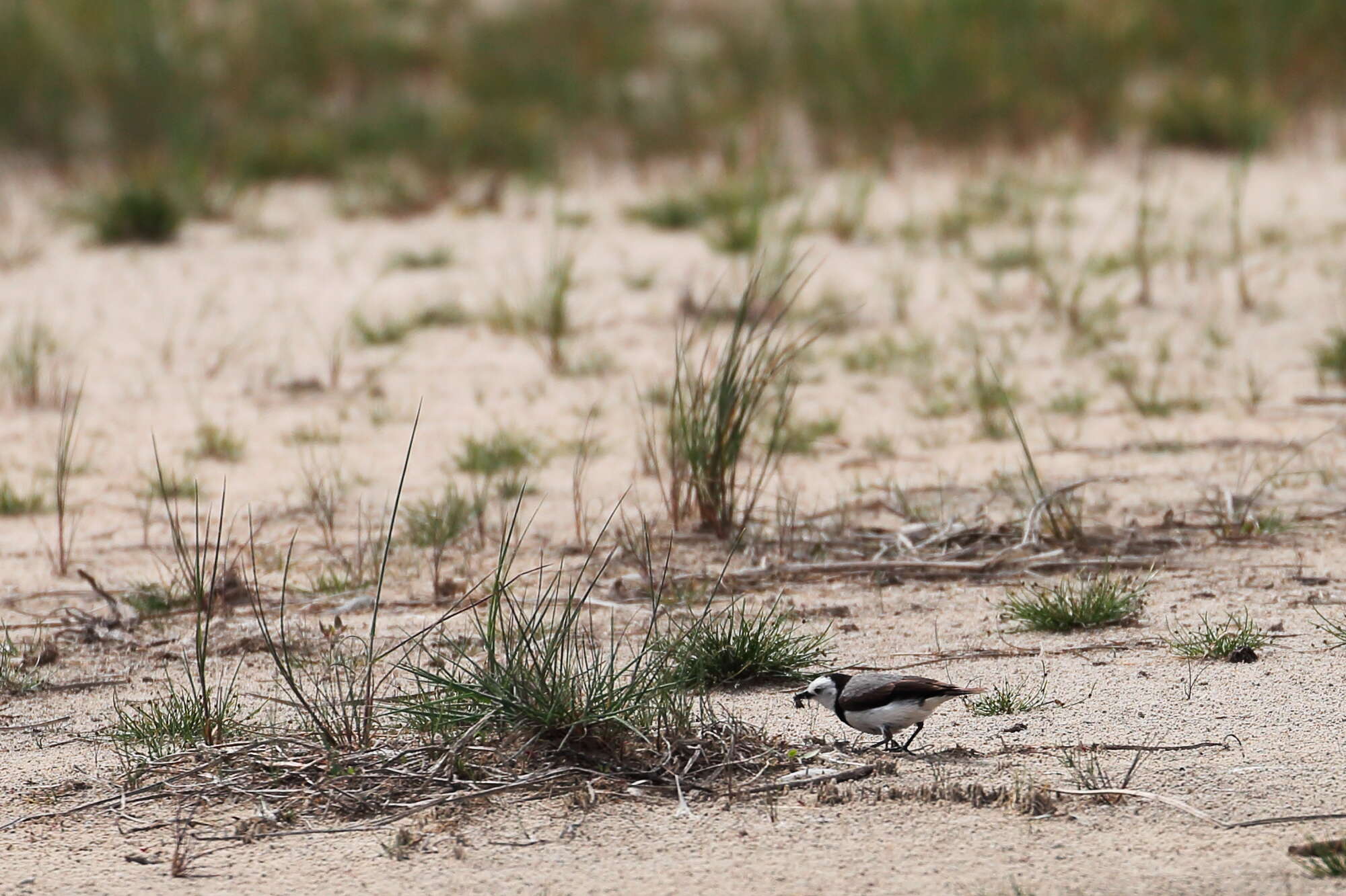 Image of White-fronted Chat