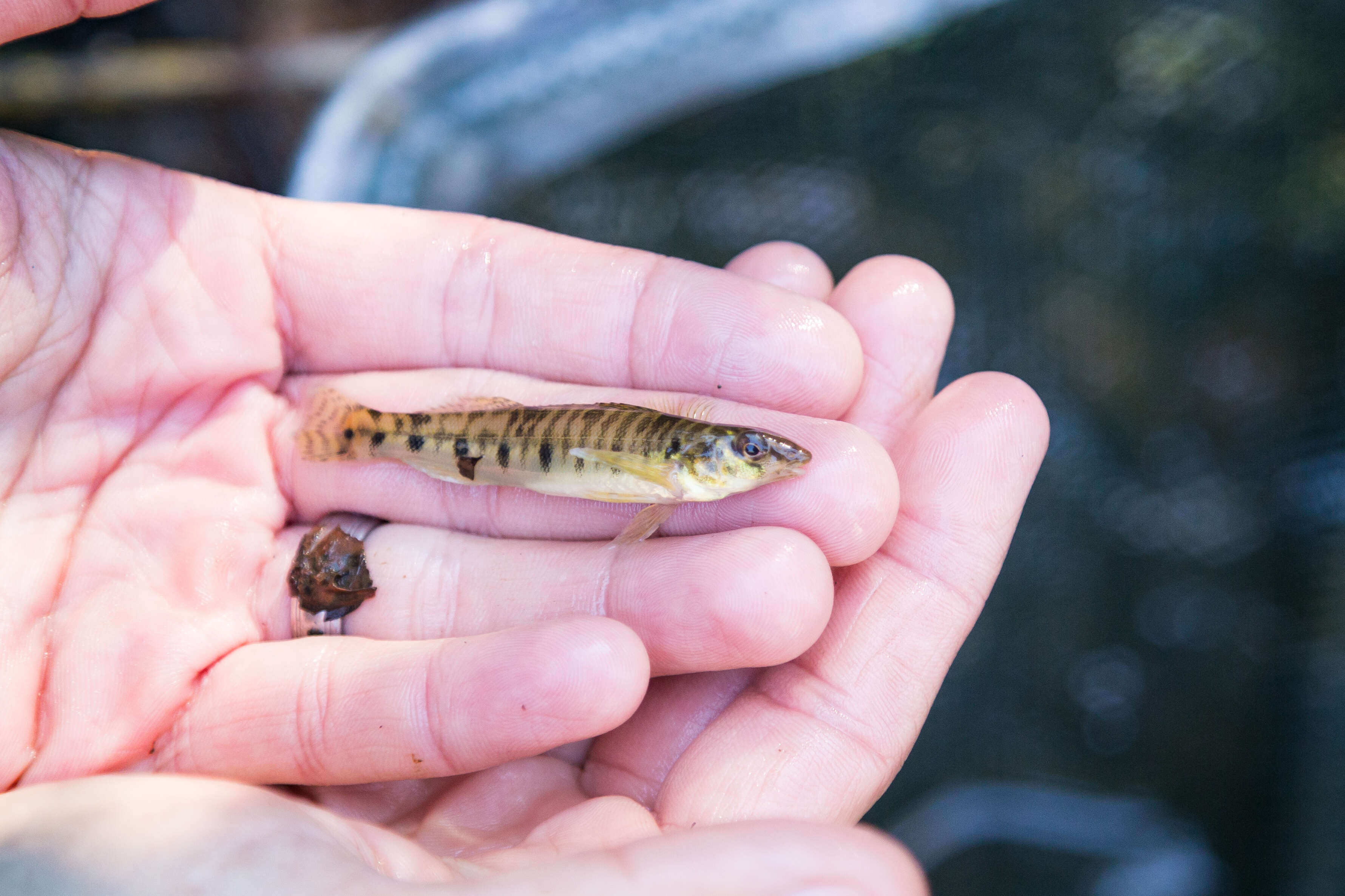 Image of Chesapeake Logperch