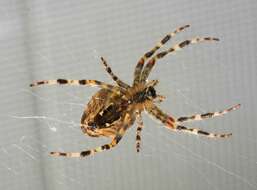 Image of Garden spider