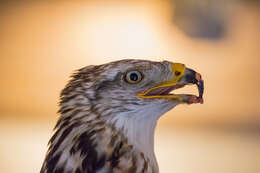 Image of Common Buzzard