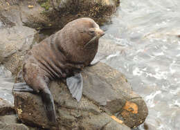 Image of Antipodean Fur Seal