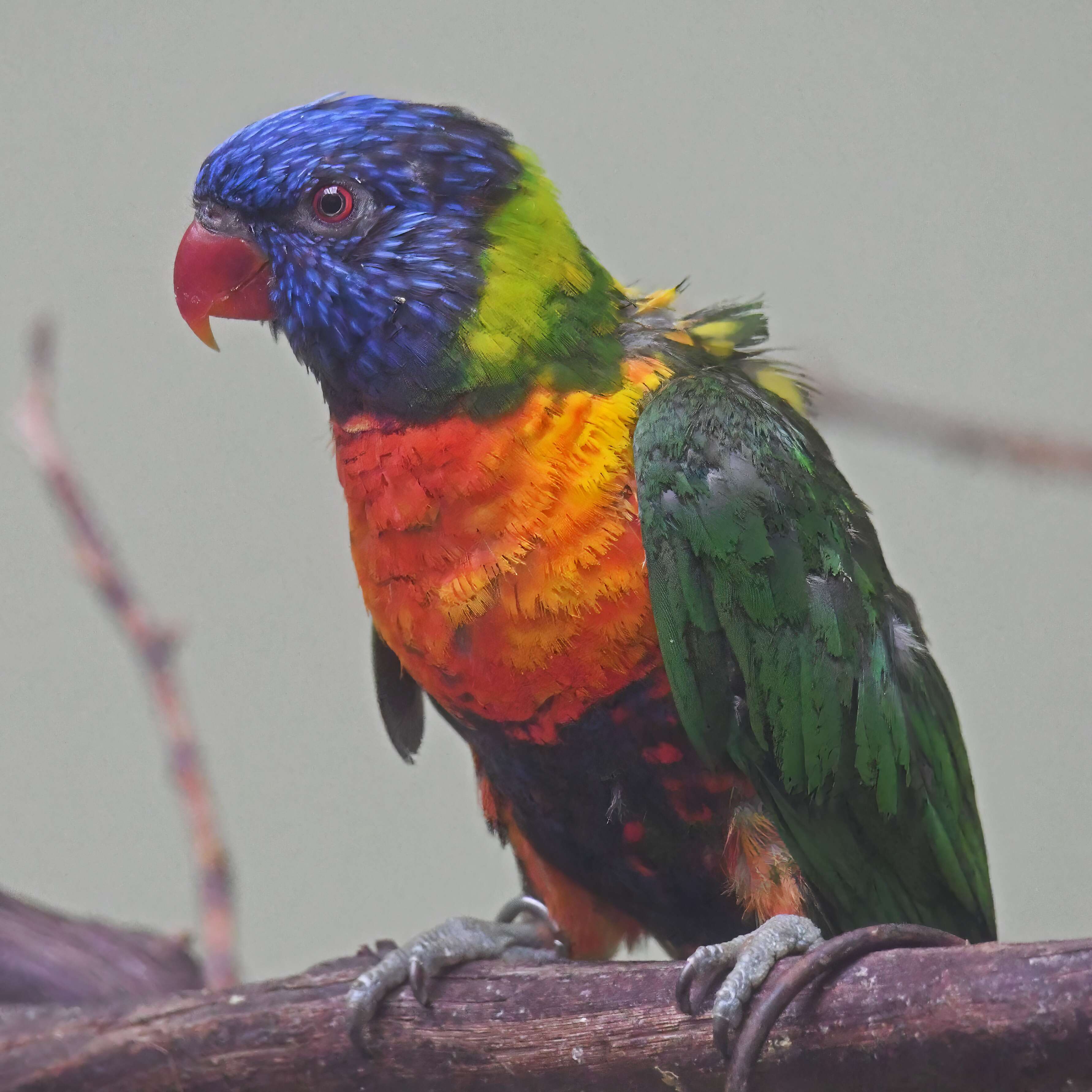 Image of Rainbow Lorikeet