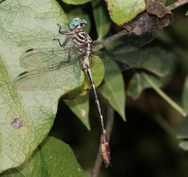 Image of Russet-tipped Clubtail