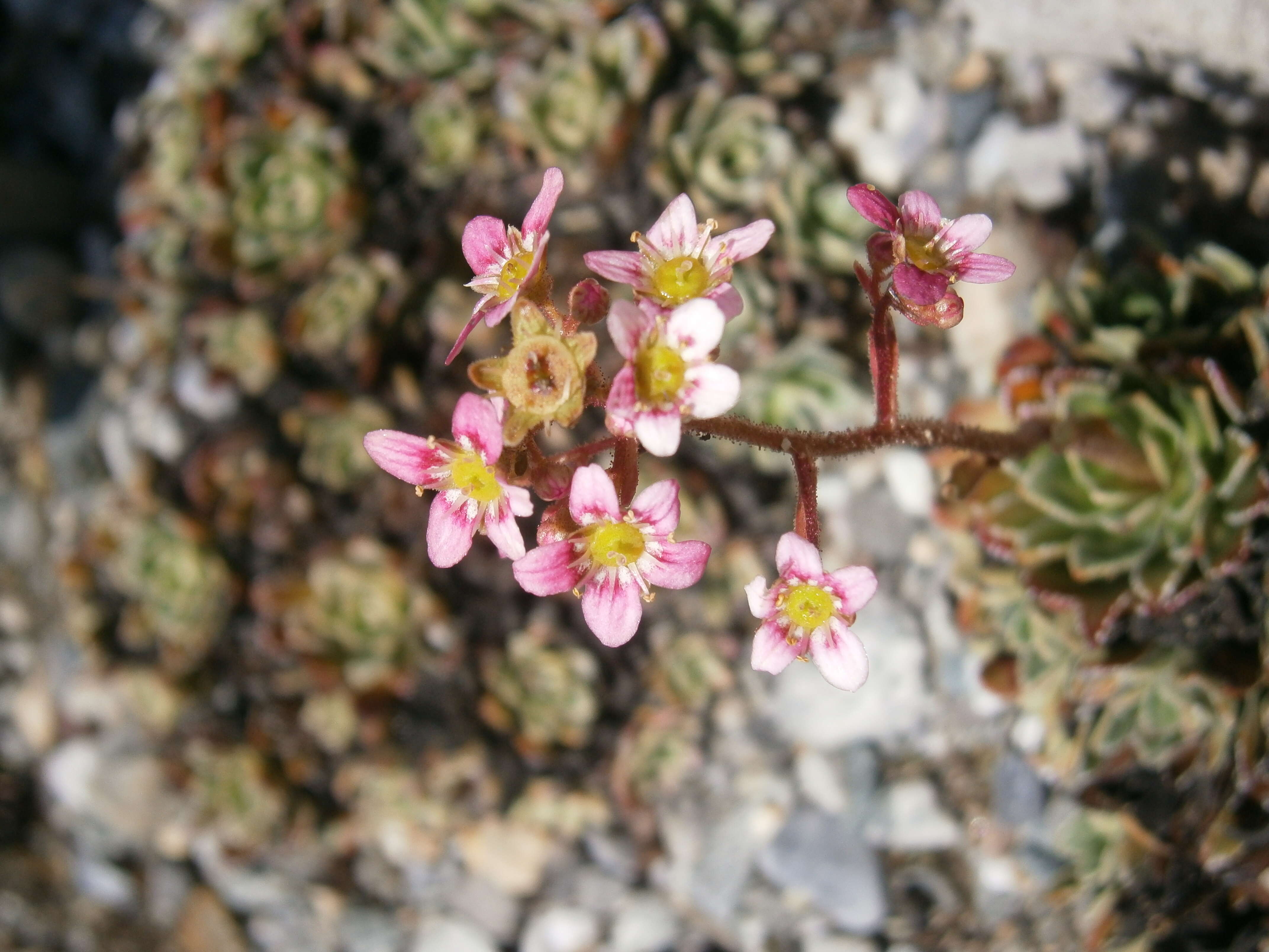 Image of Livelong Saxifrage