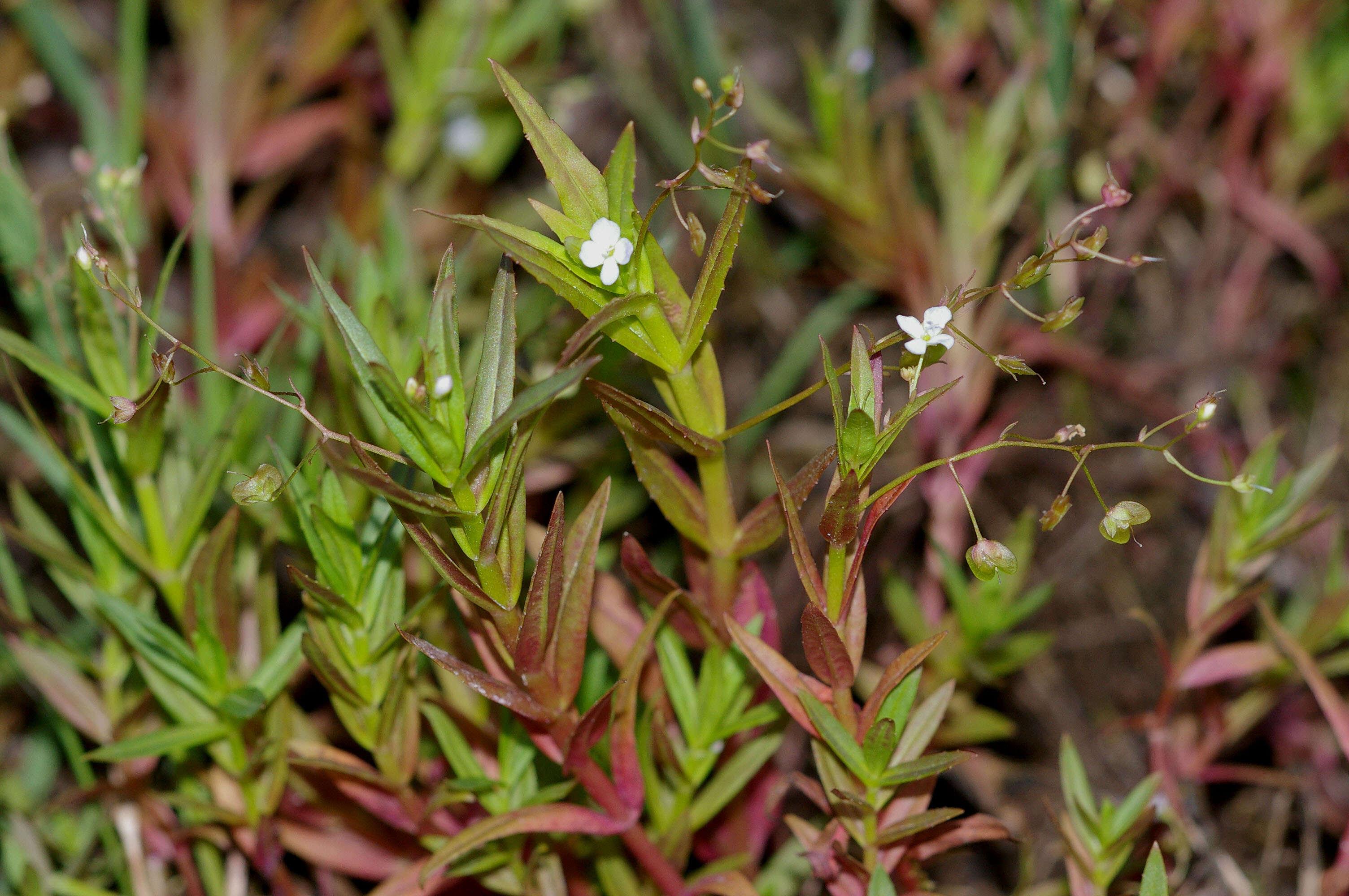 Image of Marsh Speedwell