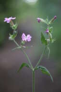 صورة Silene dioica (L.) Clairv.