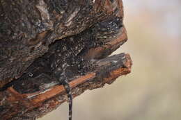 Image of Black-necked Agama