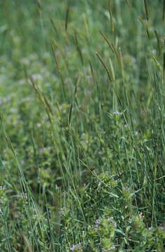 Image of meadow barley