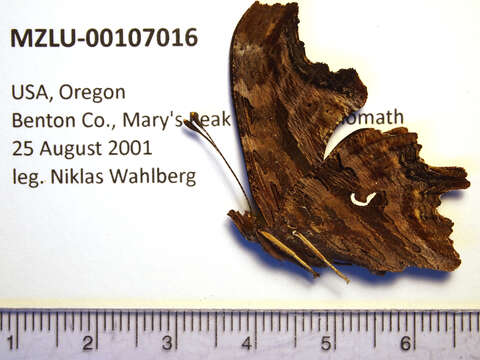 Image of Satyr Comma